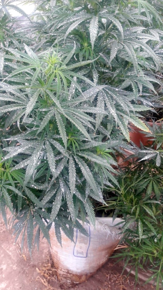 İzmir’de Villaya Uyuşturucu Operasyonu