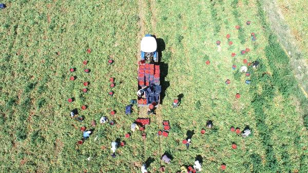 Torbalı Ovası’nda Domates Hasadı Başladı
