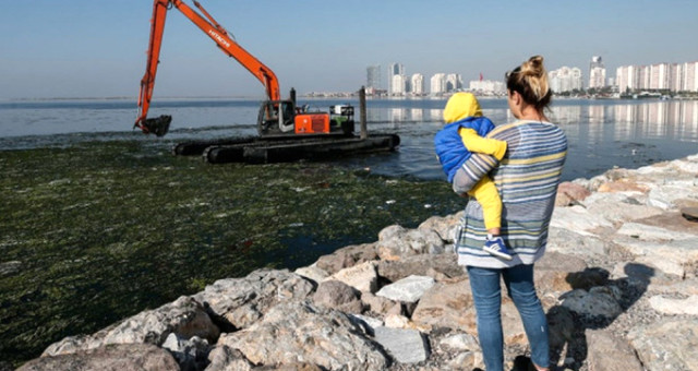 İzmir Körfezi’ni Kaplayan Deniz Marulları Zehirlenme ve Hafıza Kaybına Neden Oluyor