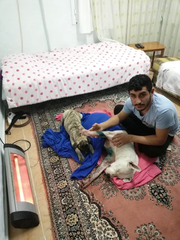 İzmir’de Köpeğe Satırlı Saldırı İddiası