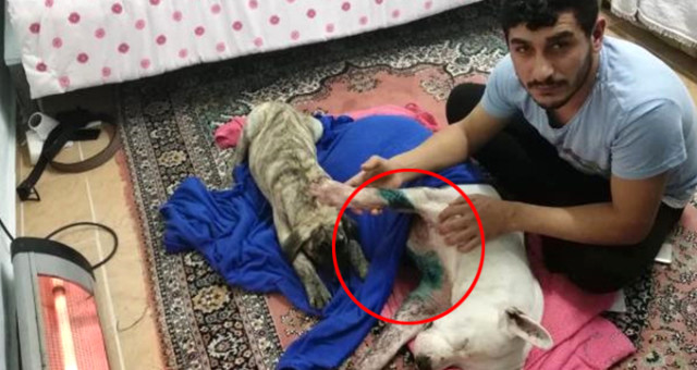 Satırlı Saldırıya Uğrayan Köpek, Göğsünden Yaralandı