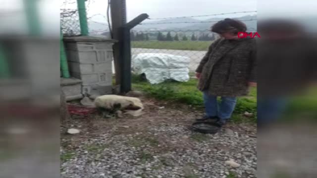 İzmir İşkence Gören Köpek, Artık Sıcak Yuvasında