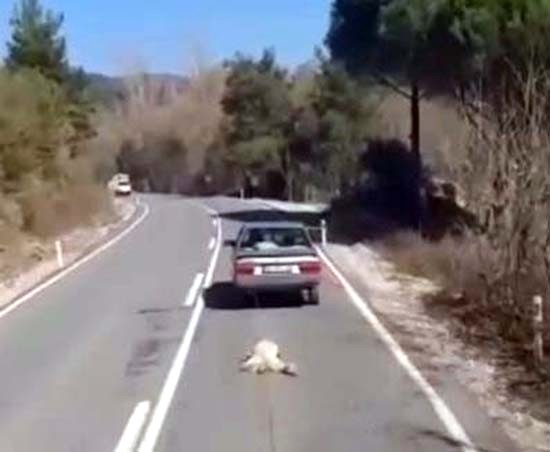 Köpeği Aracının Arkasından Sürükleyen Cani Serbest Bırakıldı