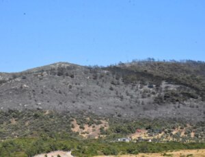 İzmir Urla’da çıkan orman yangınında mangal kömürü üretim tesisinin işletmecisi gözaltına alındı