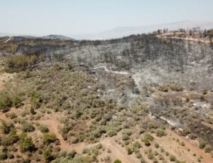 İzmir ve Etrafındaki Orman Yangınları Halk Sıhhatini Tehdit Ediyor