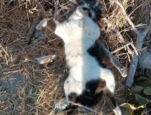 İzmir’de 5 köpek ve 6 kedi zehirlenerek öldürüldü