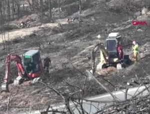 İzmir’de Yanan Orman Alanları İçin 1 Milyon 100 Bin Fidan Dikilecek