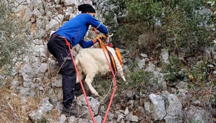 Bornova’da Mahsur Kalan Keçi AFAD Gruplarınca Kurtarıldı