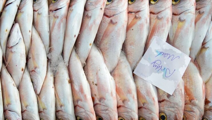 Egeli balıkçılar av dönemini “mutlu” uğurluyor