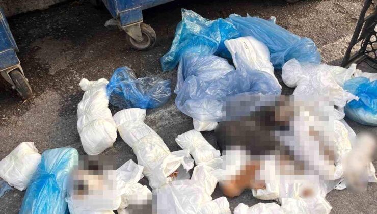 Başsavcılık itiraz etmişti, 33 kediyi öldüren veteriner tutuklandı