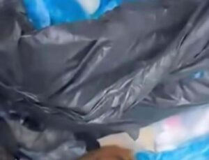 İzmir’de 33 kedinin meyyit bulunduğu olayda kuşkulu veterinere gözaltı