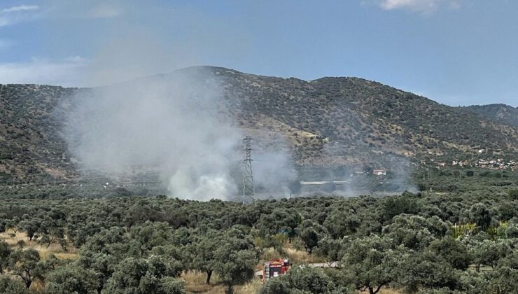 Bayındır’da zeytinlik alanda yangın