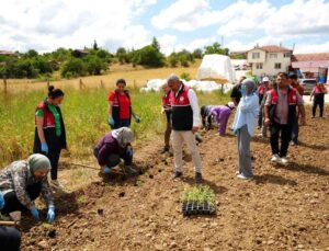 Üniversite serasında üretiliyor: Çiftçilerin geliri aromatik bitkilerle artacak