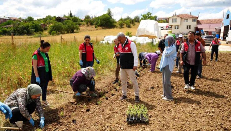 Üniversite serasında üretiliyor: Çiftçilerin geliri aromatik bitkilerle artacak