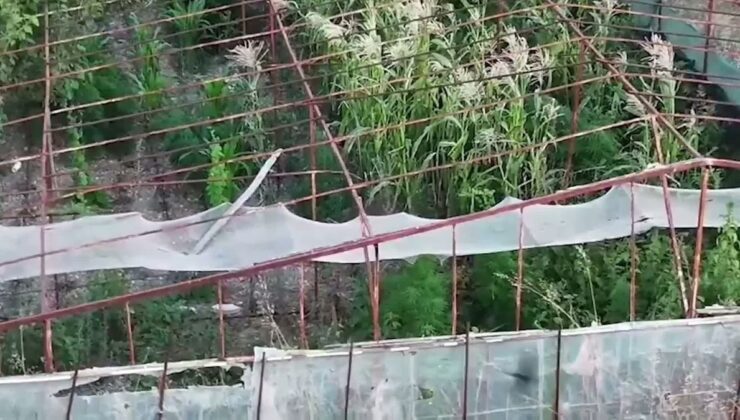 Urla’da Uyuşturucu Operasyonu: 125 Kök Kenevir Ele Geçirildi, 1 Tutuklama